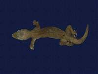 藏品(蝎虎)的圖片